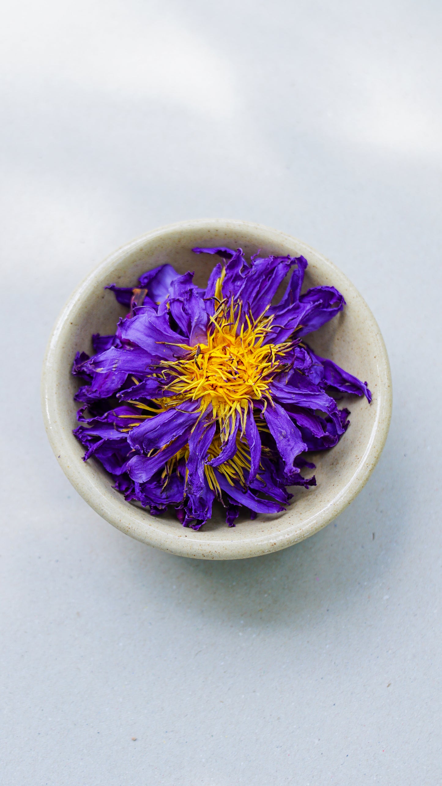 Blue Lotus (Nymphaea Caerulea)