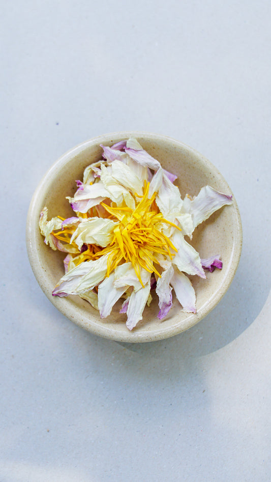 White Water Lily (Nymphaea Alba)